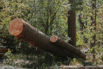 a large forest with pine and birch trees where was a storm and some trees were damaged and broken