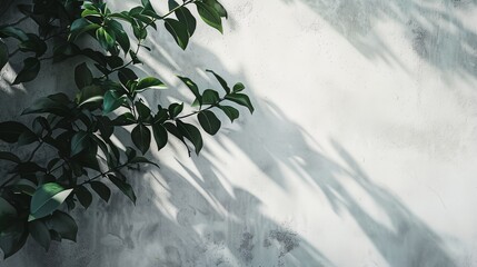 a plant is growing on a wall with a shadow of leaves on it
