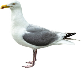 Silbermöwe 