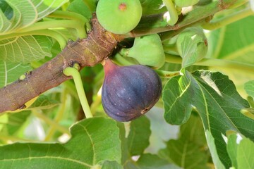 Ripe fig fruit hanging on the branch of fig tree