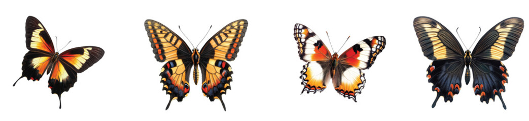 Fototapeta premium Beautiful butterflies showcasing vibrant colors in nature, on the Transparent background, PNG Format