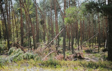 a large forest with pine and birch trees where was a storm and some trees were damaged and broken