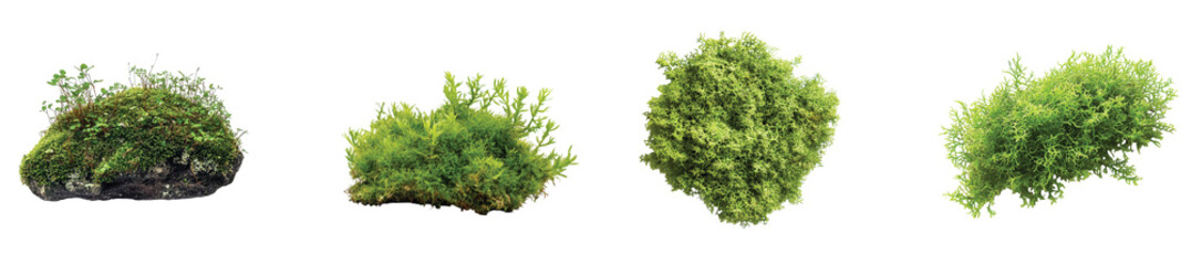 Lush green moss varieties growing on dark stones in nature, on the Transparent background, PNG Format