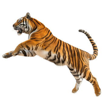 Tiger in a dynamic pose, isolated on white or transparent background, png clipart, design element.