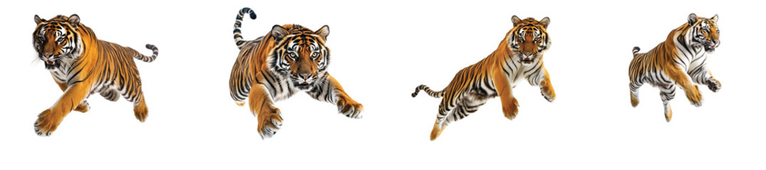 Fototapeta premium Majestic tigers leaping through the jungle at sunset, on the Transparent background, PNG Format