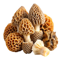 Morel mushroom Morchella