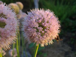 Vibrant Blooming Alliums: A Spherical Display in the Garden
