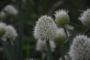 Vibrant Blooming Alliums: A Spherical Display in the Garden
