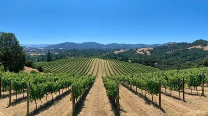 Fototapeta premium A scenic summer view of rolling vineyards and bright blue skies -