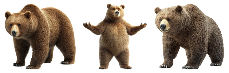 Obraz premium Bear set isolated on transparent background
