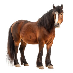 Obraz premium Heavy draft horse isolated on white or transparent background, png clipart, design element. Easy to place on any other background.