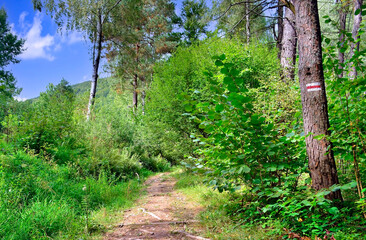 Narrow trail in the forest and red hiking trail signs symbols on tree