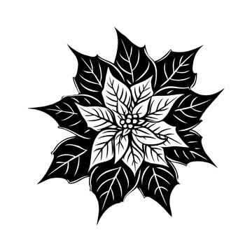 recommend clip art: A black and white drawing Christmas flower poinsettia on white background. Vector illustration