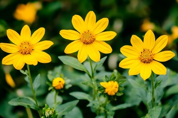 Fototapeta premium Closeup of Three Yellow Flowers in a Garden