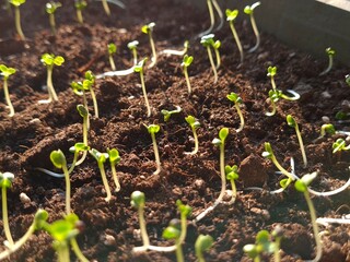 New Beginnings in the Garden
