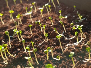 New Beginnings in the Garden
