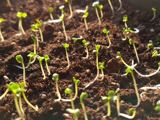 New Beginnings in the Garden
