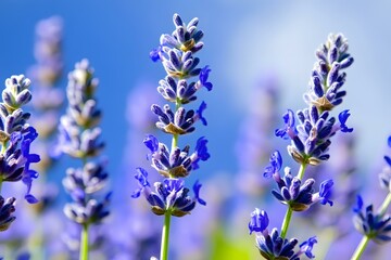 Obraz premium Close Up of Purple Lavender Flowers Against Blue Sky