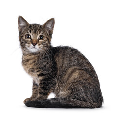 Obraz premium Sweet black tabby shorthair no breed house cat kitten, sitting up side ways. Looking straight to camera with yellow eyes. Isolated on a white background.