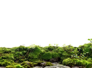 Green Moss Stone Texture Background