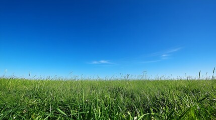 Obraz premium Early morning blue sky over lush green meadow with vast open space