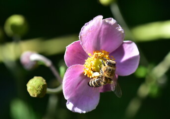 Biene in einer Herbstanemone