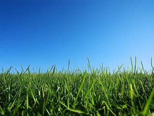 Obraz premium Serene Morning Blue Sky and Green Grass Scenic Landscape with Minimal Backdrop