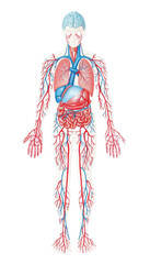 Anatomical illustration of human body showing circulatory system, lungs, and brain. image conveys sense of education and health awareness. 