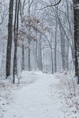 Fototapeta premium Snowy Path Through Winter Forest
