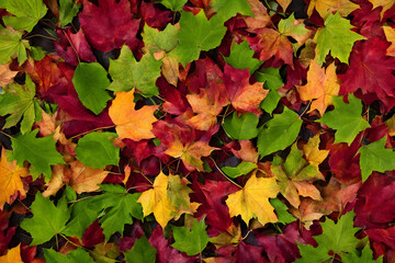 The Fallen Autumn Leaves background. Colorful Maple Leaves. Fallen leaves background wallpaper