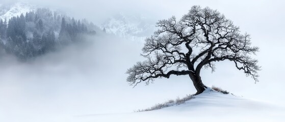  A solitary tree in a snow-covered field, a distant mountain in the background