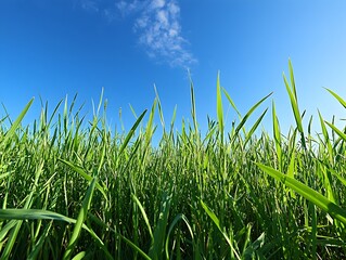 Obraz premium Expansive green meadow under a clear blue sky on a serene summer morning