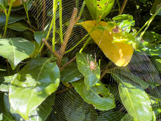 Spider Web on the plant in the Garden 