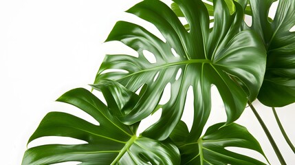 Large broad tropical plant leaves portrayed against a white background AI generated illustration