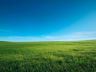 Fototapeta premium Serene Green Meadow Under Clear Blue Sky in Early Morning Sunlight