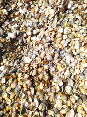 Seashells on the beach. Beach shell summer background.