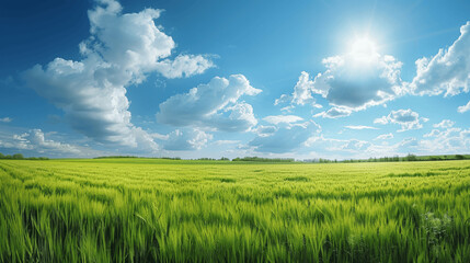 Obraz premium Vast Green Field Under Bright Blue Sky With Fluffy White Clouds And Shining Sun