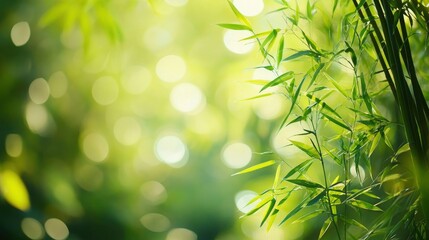 Obraz premium Bamboo forest and green meadow grass with natural light in blur style. Bamboos green leaves and bamboo tree with bokeh in nature forest. Nature pattern view of leaf on blurred greenery background, ai