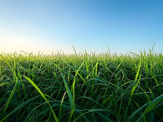Obraz premium Early Morning Lush Green Meadow Under Vast Blue Skies With Peaceful Tranquility