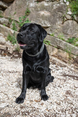 A black Labrador Retriever sits on a gravel path against a stone wall backdrop. The dog is wearing a silver chain collar, looking attentive and friendly with its tongue slightly out