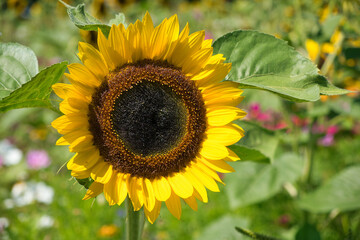 Obraz premium Sonnenblume