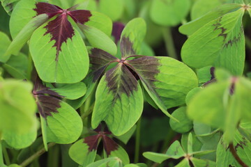 Green and purple leaves oxalis tetraphylla, iron cross, lucky glover, background. 