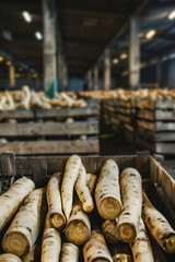 Parsnip root harvested in wooden boxes in a warehouse. Natural organic fruit abundance. Healthy and natural food storing and shipping concept.