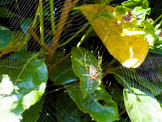 Spider Web in the Garden Marco Shoot