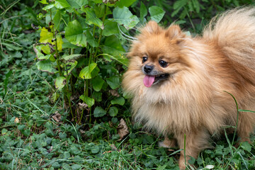  Little red dog breed Spitz walking in the park on the green background, copy space