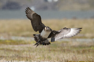 Parasitic jaeger, Arctic skua - Stercorarius parasiticus glanding with spread wings with meadow...