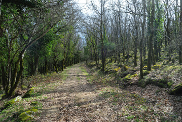 Fototapeta premium Veduta dei boschi di Punta Palai