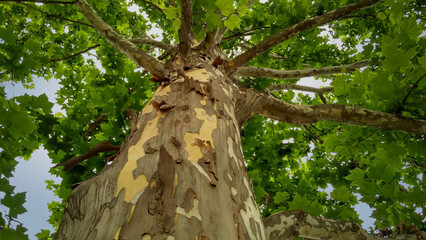 Sycamore tree with colorful flaking bark