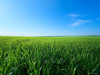 Fototapeta premium Vast Expansive Green Meadow Under Blue Sky with Fluffy Clouds