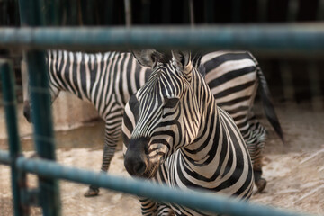 Photograph of striped zebras standing behind bars in a zoo mammal enclosure, confined for an African safari, while one looks at the camera with its black and white pattern